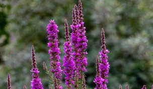 Hintergrundbild Violette Blüten