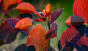 Hintergrundbild Blätter Roter Perückenstrauch