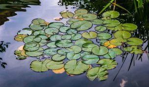 Hintergrundbild Seerosenblätter auf einem Teich