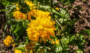 Hintergrundbild Gelbe Blüte eines Ranunkelstrauch