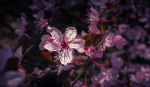 Hintergrundbild Nahaufnahme Blutpflaume