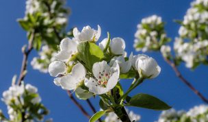 Hintergrundbild Obstblüten vor blauem Himmel