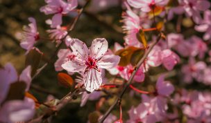 Hintergrundbild Rosa Blutpflaumen Nahaufnahme