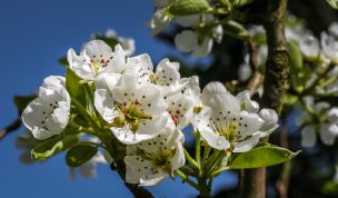 Hintergrundbild Weiße Obstblüten im Frühling