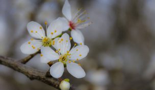 Hintergrundbild Weiße Blüten Nahaufnahme