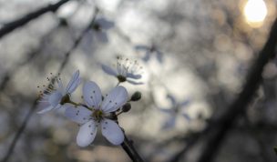 Hintergrundbild weiße Blüten mit der Frühlingssonne