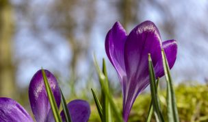 Hintergrundbild Krokusse in Nahaufnahme