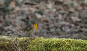 Hintergrundbild Rotkehlchen auf Baumstamm