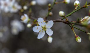 Hintergrundbild Weiße Blüten im Frühling