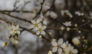 Hintergrundbild Weiße Blüten im Morgenlicht