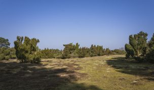 Hintergrundbild Westruper Heide im Frühling