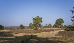 Hintergrundbild Westruper Heide - Weg im Frühling