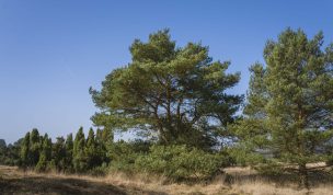 Hintergrundbild Westruper Heide - Baumgruppe