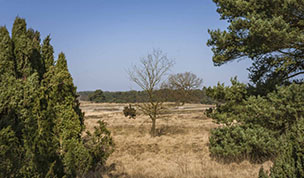 Hintergrundbild Westruper Heide - Durchblick