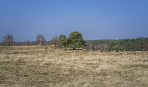 Hintergrundbild Westruper Heide - Einzelner Baum