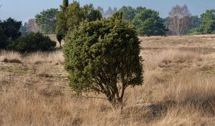 Hintergrundbild Westruper Heide Kleiner Baum