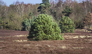 Hintergrundbild Strauch in der Westruper Heide