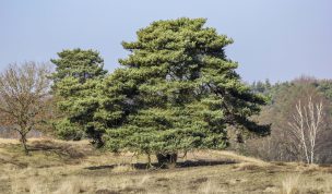Hintergrundbild Waldkiefer in der Westruper Heide