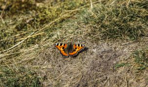 Hintergrundbild Westruper Heide Kleiner Fuchs