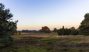Hintergrundbild Abends in der Westruper Heide