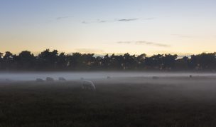 Hintergrundbild Westruper Heide - The Sheep