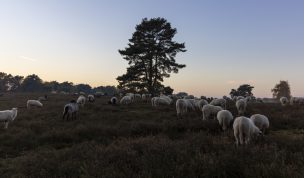 Hintergrundbild Westruper Heide - Alle schauen weg