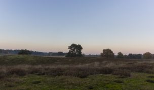 Hintergrundbild Bäume in der Sandheide