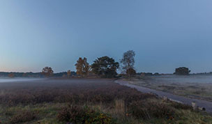 Hintergrundbild Dämmerung in der Westruper Heide