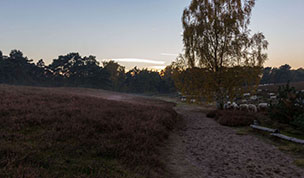 Hintergrundbild Die Heidschnucken warten schon