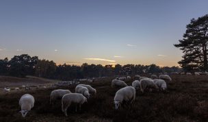 Hintergrundbild Heidschnucken beim Abendessen