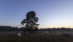 Hintergrundbild Heidschnucken Herde in der Dämmerung