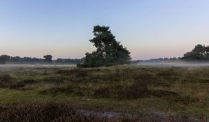 Hintergrundbild Solitärbaum in der Heide