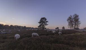 Hintergrundbild Weidende Heidschnucken