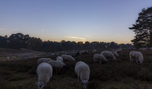 Hintergrundbild Westruper Heide Heidschnucken