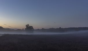 Hintergrundbild Westruper Heide Stillleben