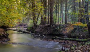 Hintergrundbild Bach im Herbstwald