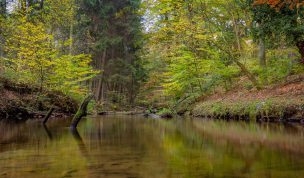 Hintergrundbild Bach im Wald