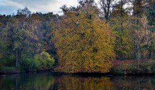 Hintergrundbild Baum am See