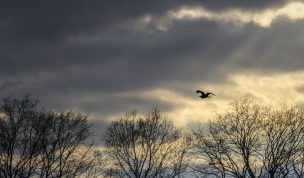 Hintergrundbild Vogel Silhouette