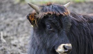 Hintergrundbild Junges Heckrind