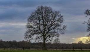 Hintergrundbild Baum im Frühling