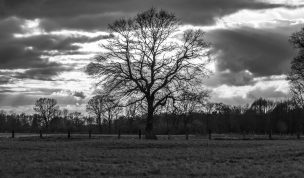 Hintergrundbild Baum Silhouette in schwarzweiß