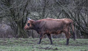 Hintergrundbild Heckrind im Hervester Bruch