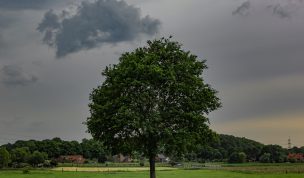 Hintergrundbild Baum mit Gewitterwolken