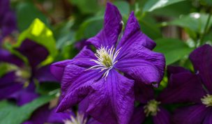 Hintergrundbild Wunderschöne Clematisblüte