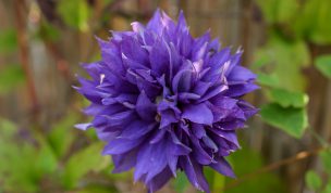 Hintergrundbild Violette Waldrebe in Nahaufnahme
