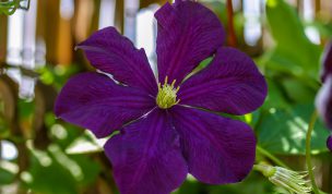 Hintergrundbild Violette Clematis Nahaufnahme