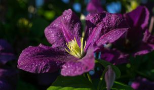 Hintergrundbild Nahaufnahme Clematis