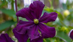 Hintergrundbild Lila Clematis im Schatten