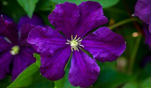 Hintergrundbild Clematis Nahaufnahme